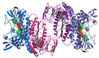 300px-Argonne's_Midwest_Center_for_Structural_Genomics_deposits_1,000th_protein_structure